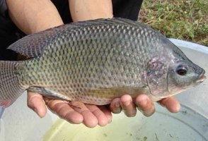 电罗非鱼视频,揭秘电击捕鱼技术的神奇魅力