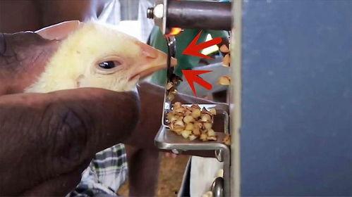 小鸡断喙视频,专业操作保障健康成长