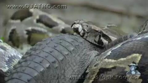 豹子吃鳄鱼视频,豹子捕食鳄鱼，丛林霸主间的生死较量
