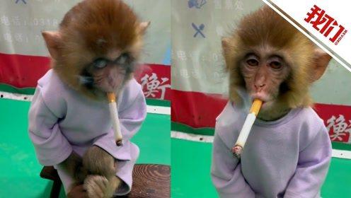 猴子抽烟视频,搞笑视频引发网友热议